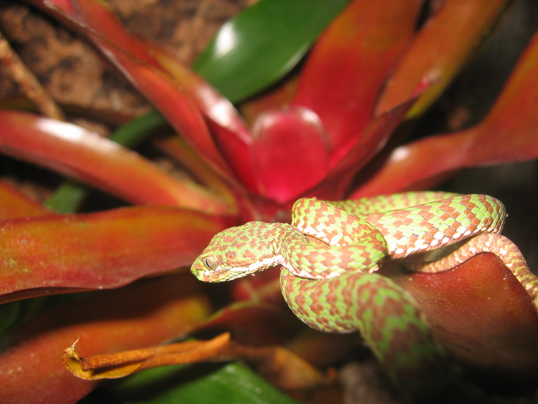 Trimeresurus venustus 007.jpg [1317 Kb]